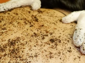 body-scrub-body-massage-90 - Rosie's Magical Spa Rosie's Magical Spa: Coffee body scrub treatment.