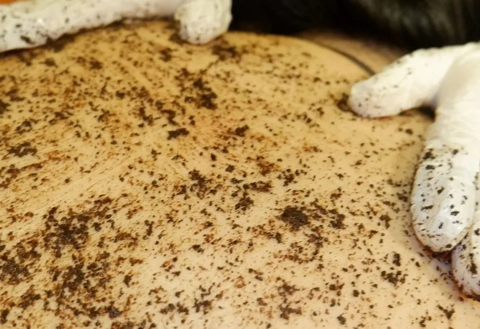 body-scrub-body-massage-90 - Rosie's Magical Spa Rosie's Magical Spa: Coffee body scrub treatment.