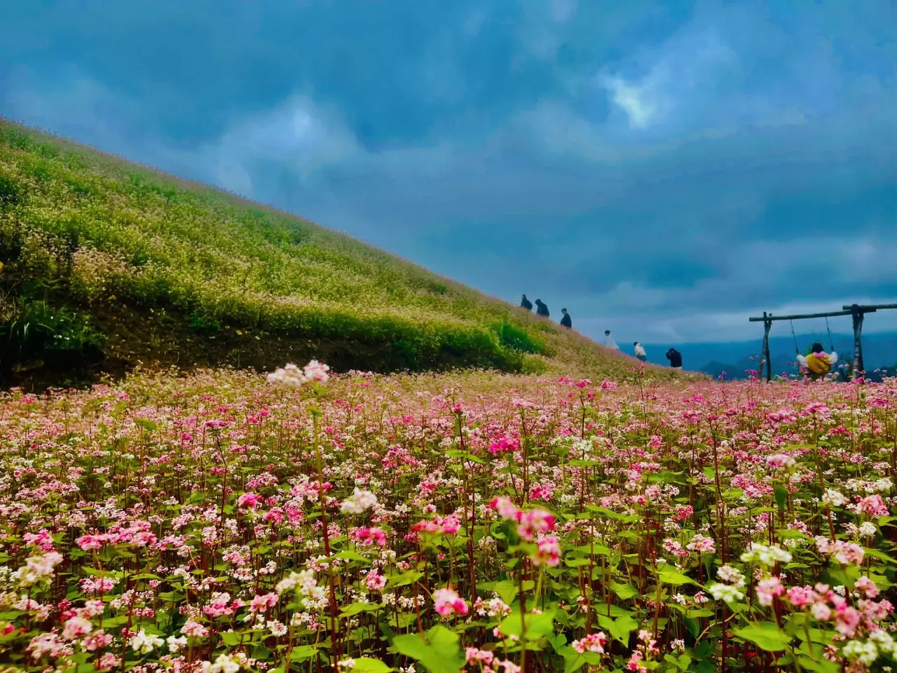 A vibrant field of pink and white buckwheat flowers (Tam Giac Mach) covering a hillside in Ha Giang with tourists exploring in the background.