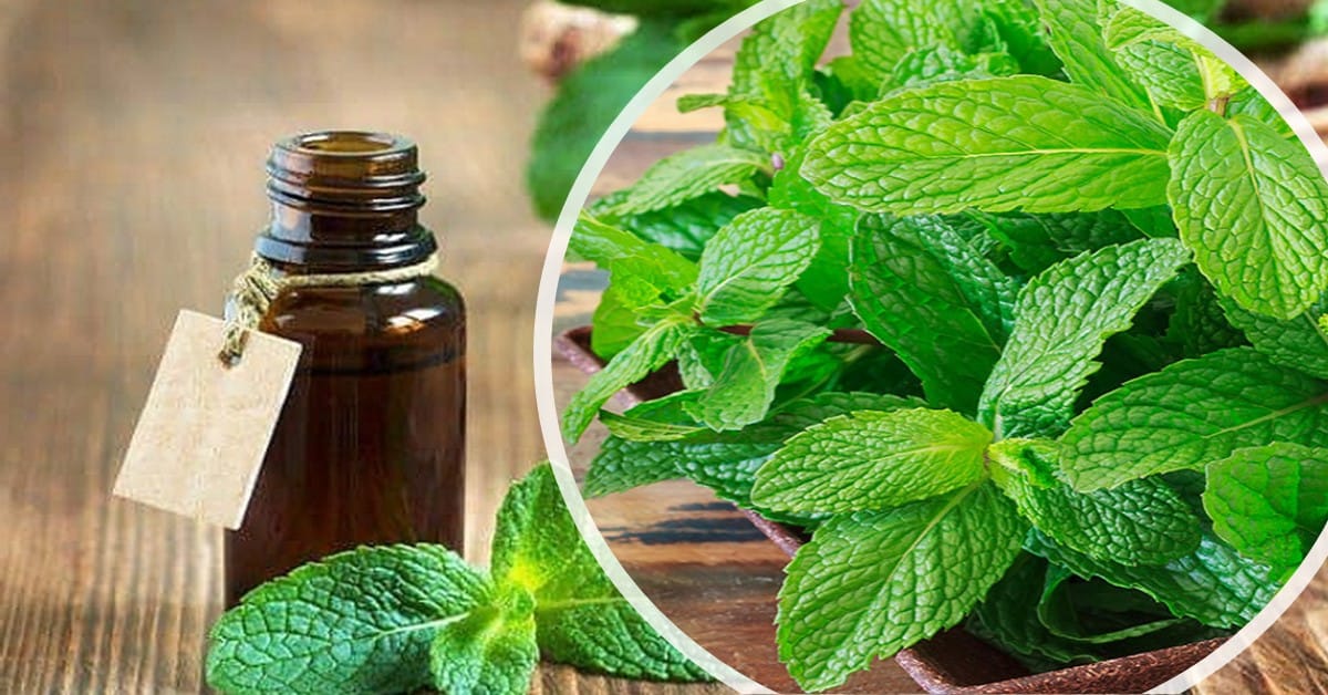 pepper mint